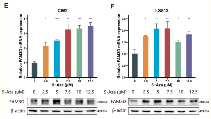 FAM3D Antibody - Figure 1.