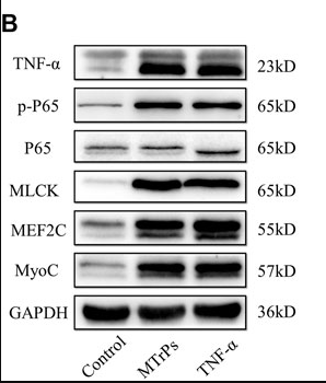 TNF alpha Antibody - FIGURE 3.