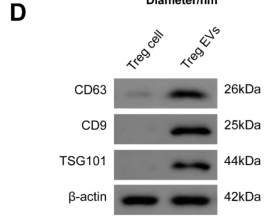 CD9 Antibody - Fig.