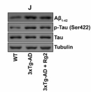 Tubulin alpha Antibody - Fig.