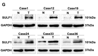 Sulfatase 1 Antibody - Fig.