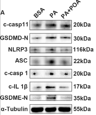 NLRP3 Antibody - Fig 3.
