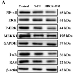 beta Actin Antibody - Figure 7.
