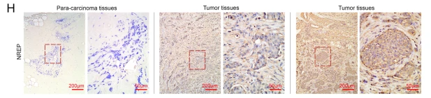 P311 Antibody - Fig.