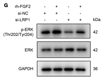 Phospho-ERK1/2 (Thr202/Tyr204) Antibody - Figure 7 LRP1 knockdown inhibits the MAPK signaling pathway by suppressing FGF2 expression.