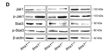 beta Actin Antibody - Fig.