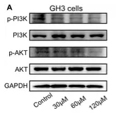 pan-AKT1/2/3 Antibody - Figure 5.