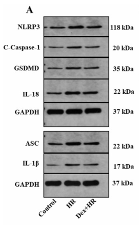 Cleaved-Caspase 1 (Asp296), p20 Antibody - Fig.
