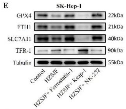 xCT Antibody - Figure 4.