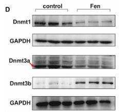 Dnmt1 Antibody - Fig.