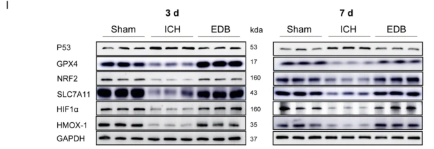 Nrf2 mouse monoclonal Antibody - Fig.