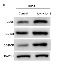 MOX2R Antibody - Fig.