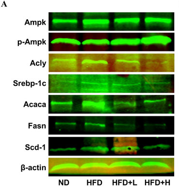 Phospho-AMPK alpha (Thr172) Antibody - Figure 6.