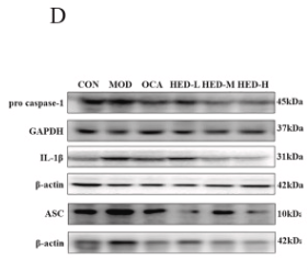 ASC2 Antibody - Fig.