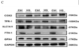 xCT Antibody - Fig 1.