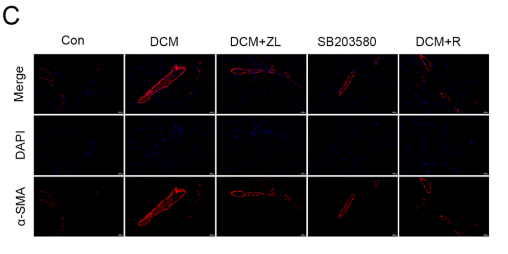 alpha-SMA Antibody - Fig 10.