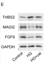 FGF9 Antibody - Figure 9.