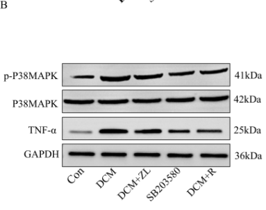TNF alpha Antibody - Fig 9.
