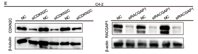Tubulin beta Antibody - Fig.
