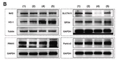 xCT Antibody - Fig.