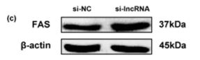 FAS Antibody - Fig.