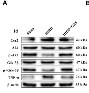 TNF alpha Antibody - Fig.