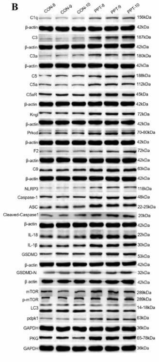 GSDMD Antibody - Fig.