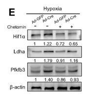 beta Actin Antibody - Fig.