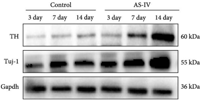 Tyrosine Hydroxylase Antibody - Figure 2 (a) The images demonstrate the effect of AS-IV on NSCs: (a) western blotting detected protein expression in AS-IV interfused NSCs at 3, 7, and 14 days; (b) grey values of TH proteins were calculated using ImageJ, and statistical differences were analyzed using SPSS one-way ANOVA; (c) Tuj-1 protein was calculated using ImageJ with grey values; (d) qRT-PCR data of TH and statistical differences; (e) qRT-PCR data of Tuj-1 and statistical differences.