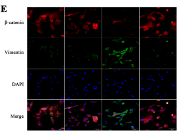 beta Catenin Antibody - Figure 6.