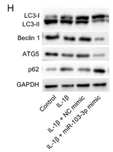 SQSTM1/p62 Antibody - Fig.