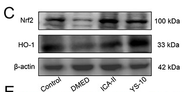 Nrf2 Antibody - × Figure 7 YS-10 regulates ferroptosis to improve endothelial cell recovery through Nrf2/HO-1/GPX4 signaling pathway.