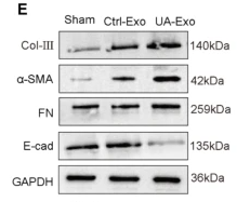 alpha-SMA Antibody - Fig.