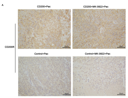 MOX2R Antibody - Fig.