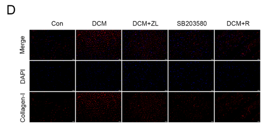 Collagen I Antibody - Fig 10.