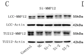 MMP12 Antibody - Fig.