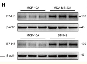 beta Actin Antibody - Figure 1.