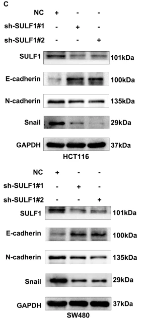 SNAIL Antibody - Fig.