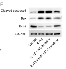 Cleaved-Caspase 3 (Asp175), p17 Antibody - Fig.