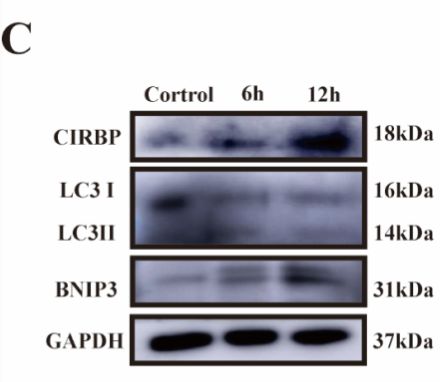 CIRBP Antibody - Figure 1.