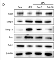 MMP3 Antibody - Figure 5.