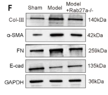 E-cadherin Antibody - Fig.