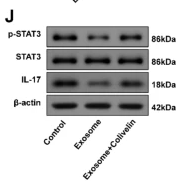 Phospho-STAT3 (Tyr705) Antibody - Fig.