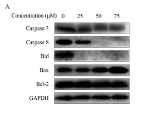 Caspase 8 Antibody - Figure 6: Effect of ChA on T-24 apoptosis protein.