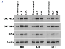 iNOS Antibody - Figure 4.