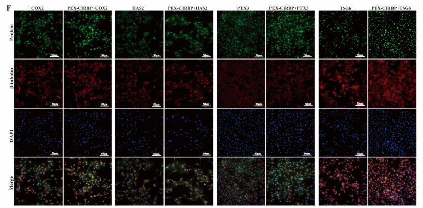 TSG6 Antibody - Figure 3.
