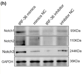 Cleaved-Notch 1 (Val1744) Antibody - Figure 4 Effects of tRF-36 on the growth of HVSMCs.