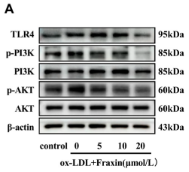 beta Actin Antibody - Figure 5.