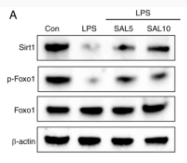 SirT1 Antibody - Figure 5.