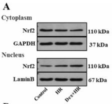 Nrf2 Antibody - Fig.